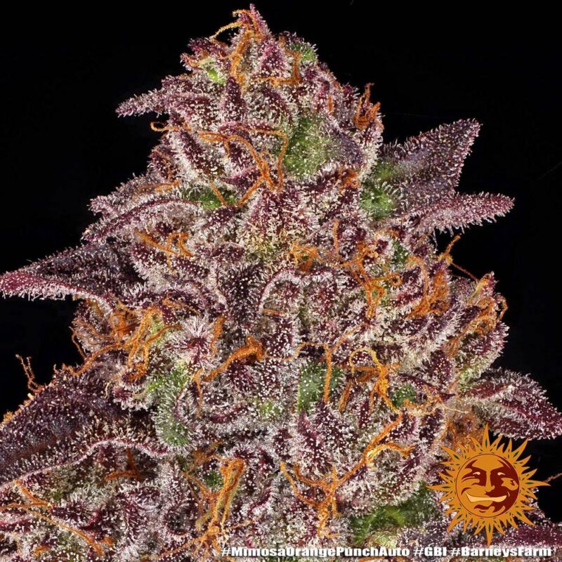 Barneys Farm Mimosa x Orange Punch Auto 8