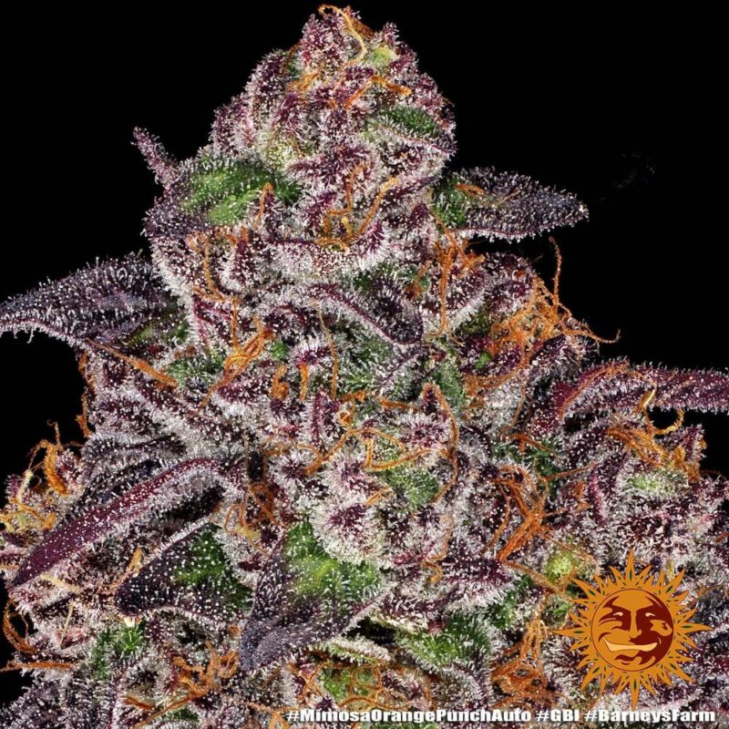 Barneys Farm Mimosa x Orange Punch Auto 9