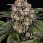 Barneys Farm OG Kush Auto