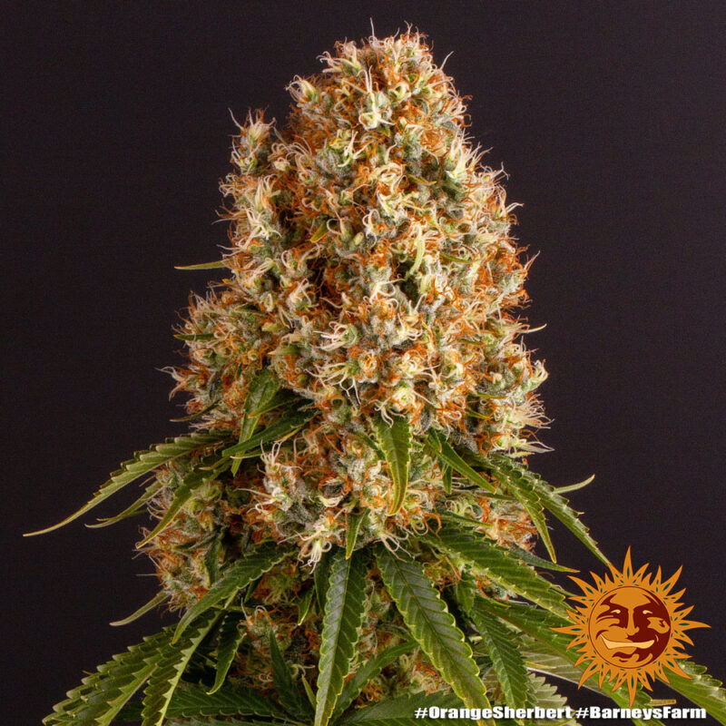 Barneys Farm Orange Sherbert 10