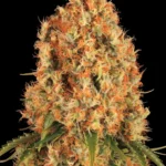 Barneys Farm Orange Sherbert