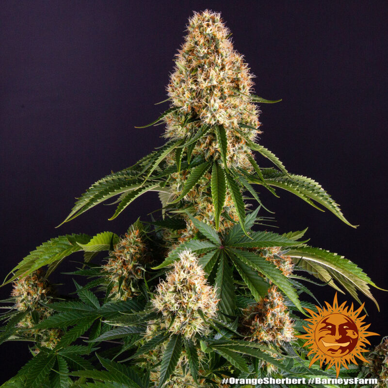 Barneys Farm Orange Sherbert 2