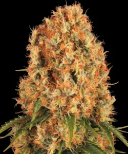 Barneys Farm Orange Sherbert