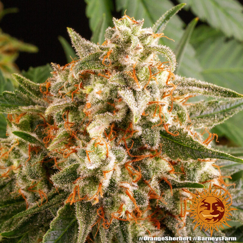 Barneys Farm Orange Sherbert 3