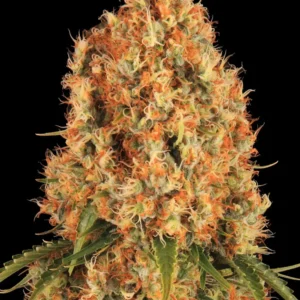 Barneys Farm Orange Sherbert