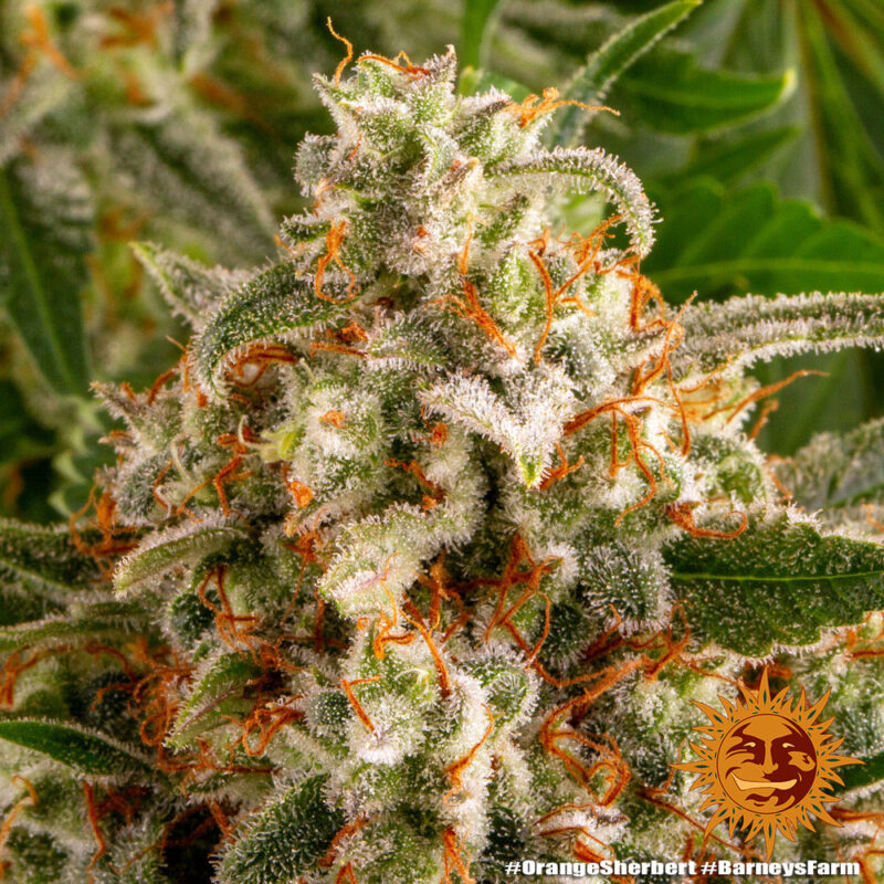 Barneys Farm Orange Sherbert 4