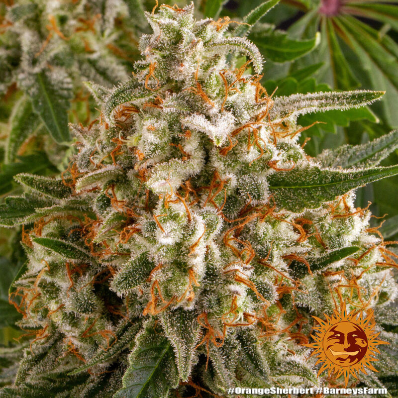 Barneys Farm Orange Sherbert 5