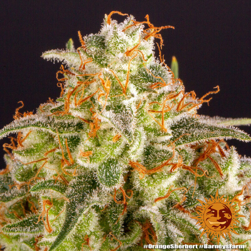 Barneys Farm Orange Sherbert 6