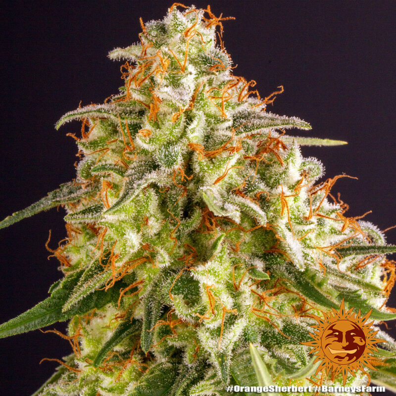 Barneys Farm Orange Sherbert 7