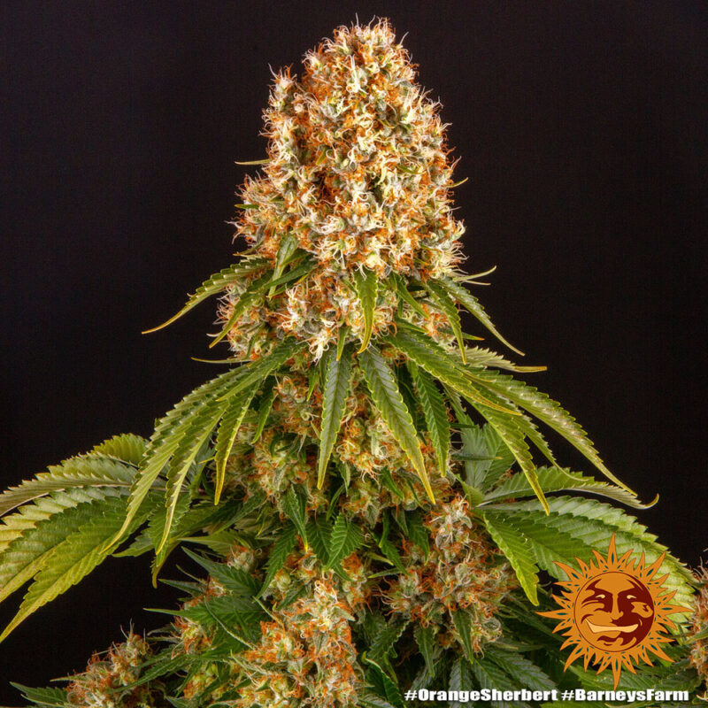 Barneys Farm Orange Sherbert 8