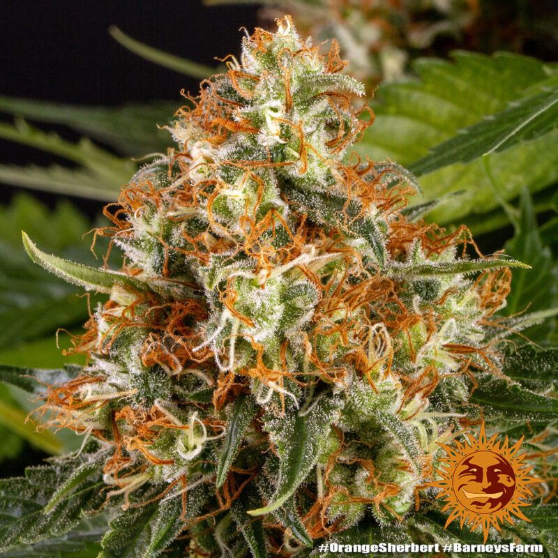Barneys Farm Orange Sherbert 9
