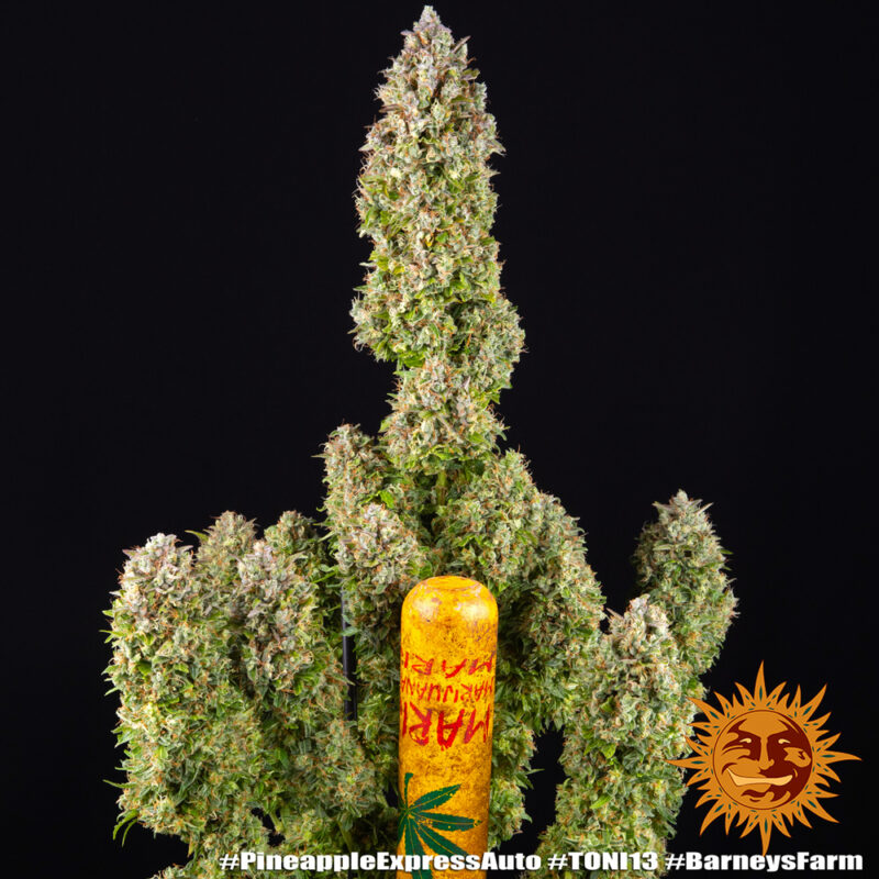 Barneys Farm Pineapple Express Auto 10