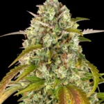 Barneys Farm Pineapple Express Auto