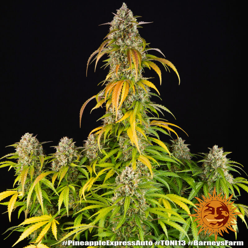 Barneys Farm Pineapple Express Auto 2