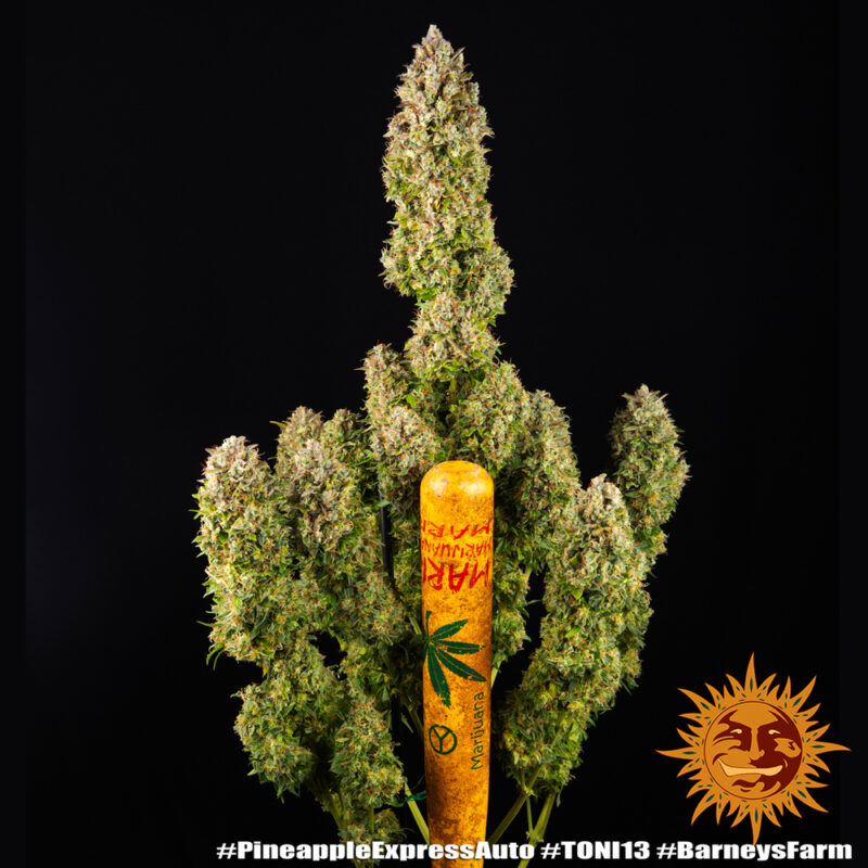 Barneys Farm Pineapple Express Auto 3