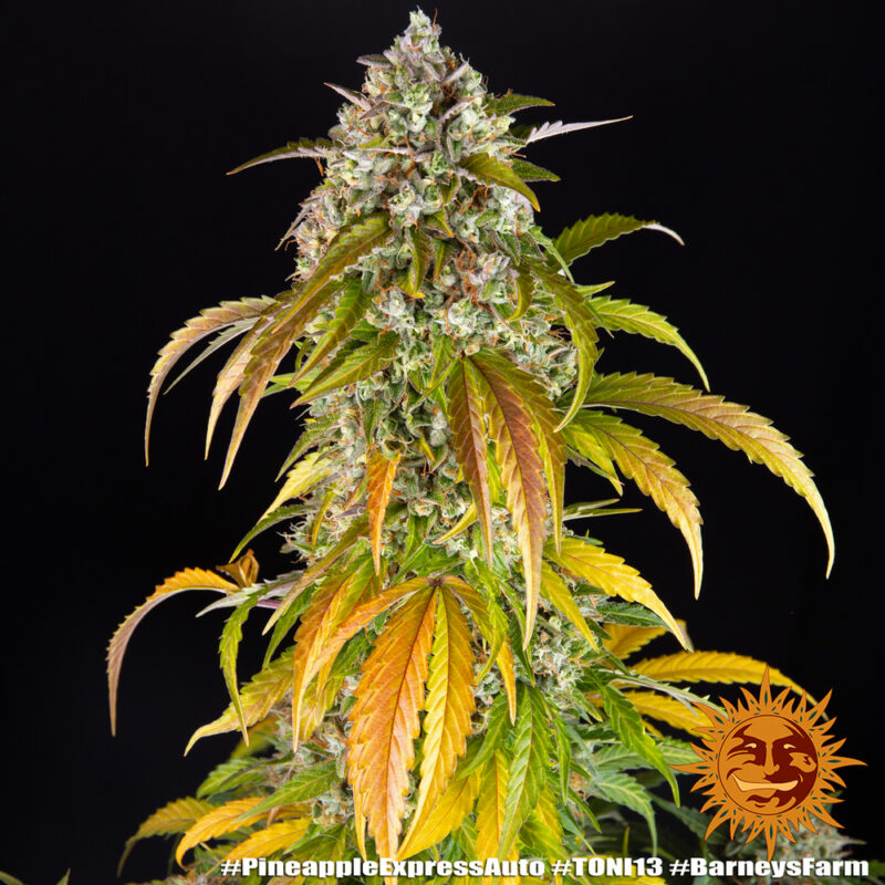 Barneys Farm Pineapple Express Auto 4