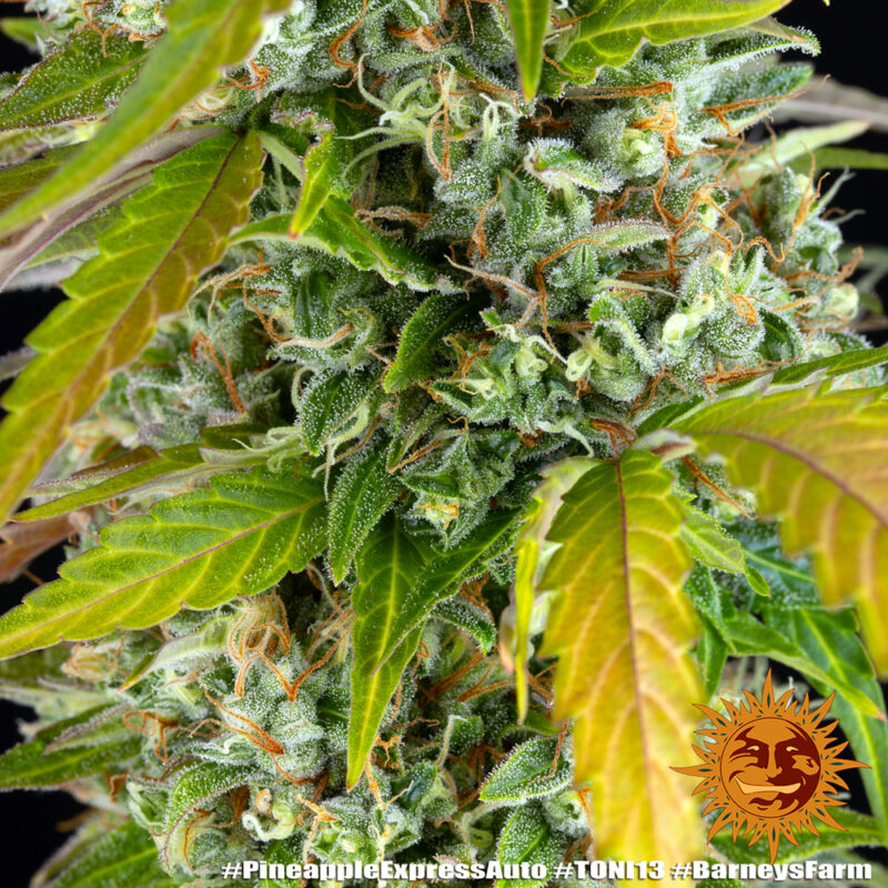 Barneys Farm Pineapple Express Auto 5