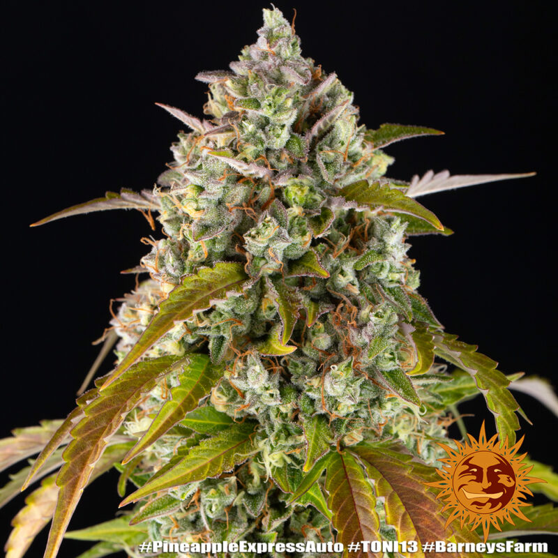 Barneys Farm Pineapple Express Auto 6