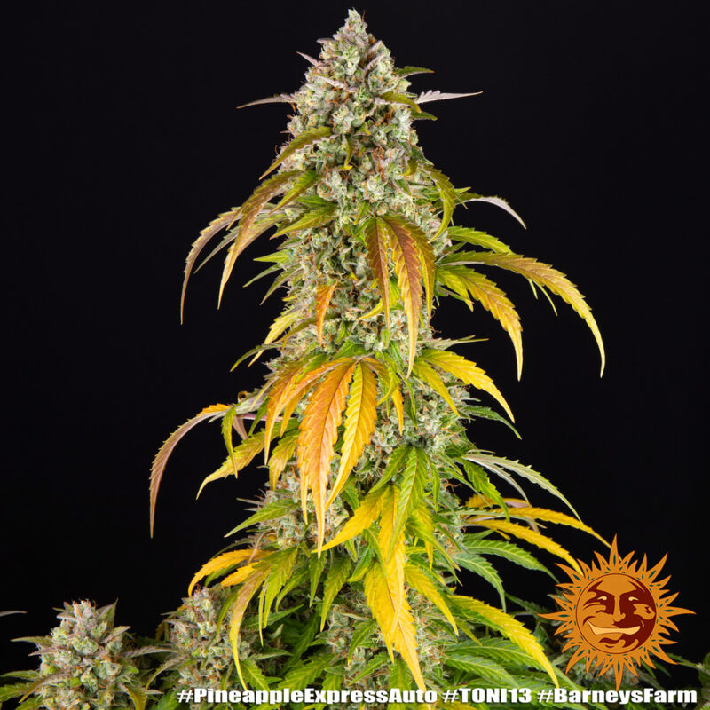 Barneys Farm Pineapple Express Auto 7