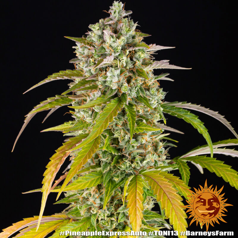 Barneys Farm Pineapple Express Auto 8
