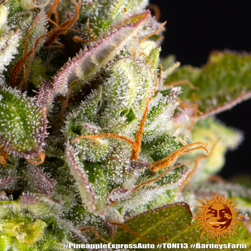 Barneys Farm Pineapple Express Auto 9