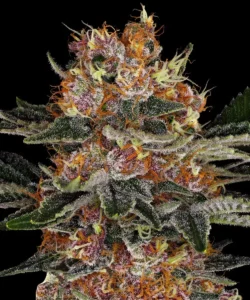 Barneys Farm Purple Punch Auto