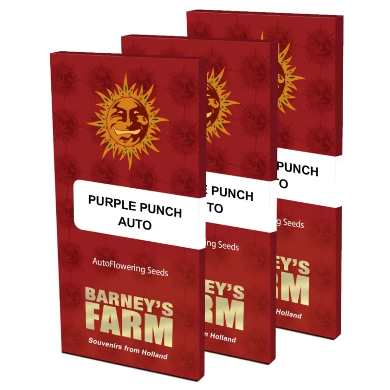 Barneys Farm Purple Punch Auto Verpackung