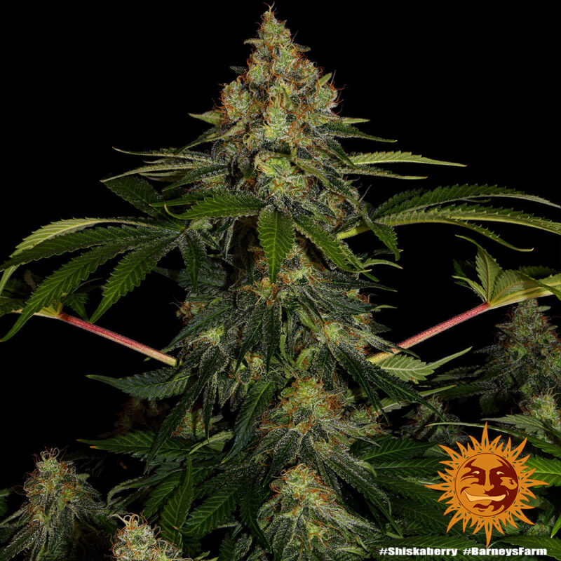 Barneys Farm Shiskaberry 10