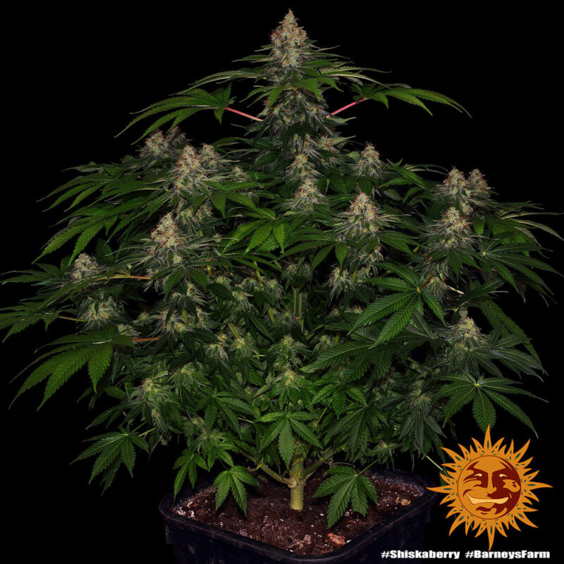 Barneys Farm Shiskaberry 2