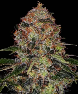 Barneys Farm Shiskaberry