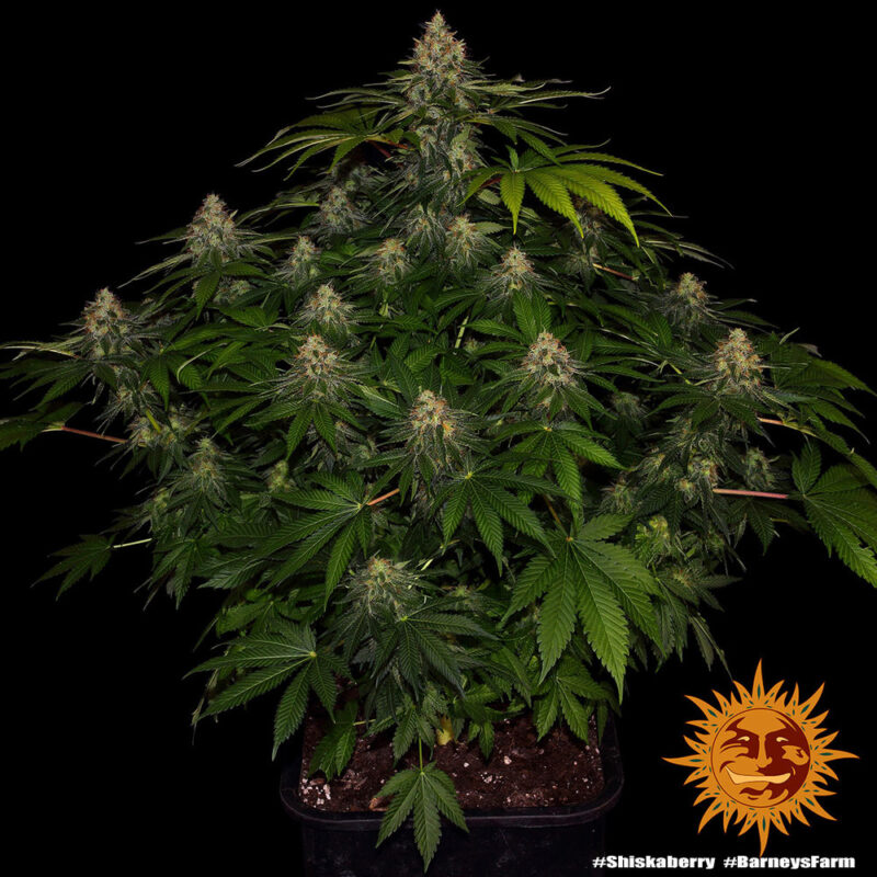 Barneys Farm Shiskaberry 3