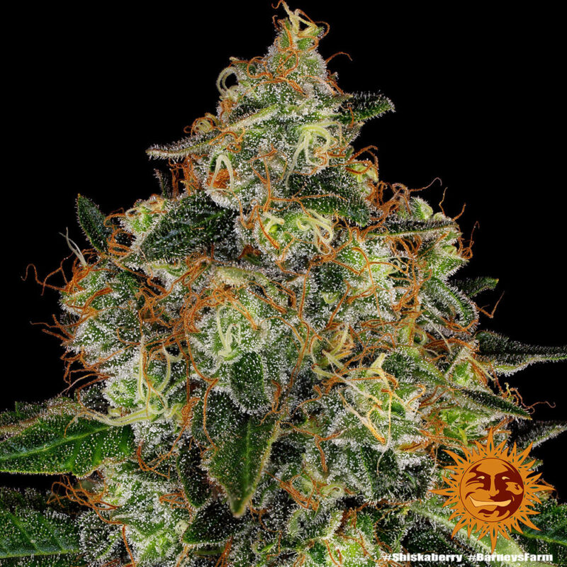 Barneys Farm Shiskaberry 4