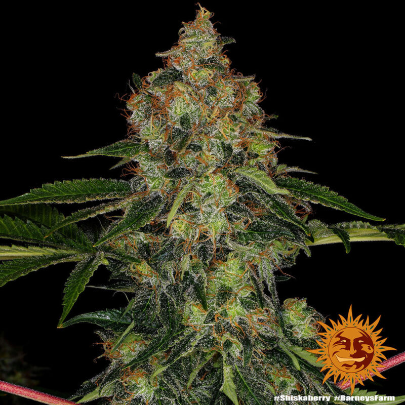 Barneys Farm Shiskaberry 5