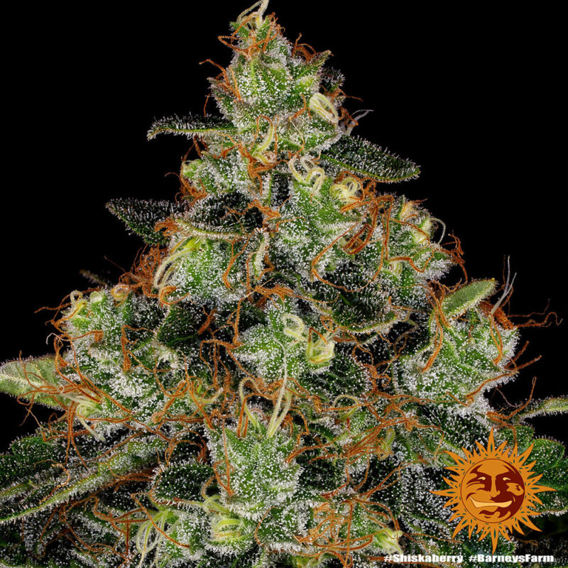 Barneys Farm Shiskaberry 6