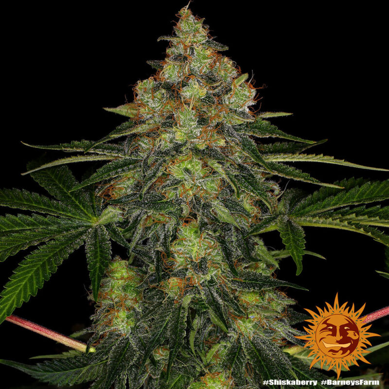 Barneys Farm Shiskaberry 7