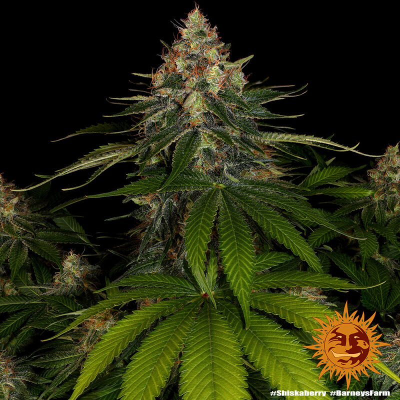 Barneys Farm Shiskaberry 8