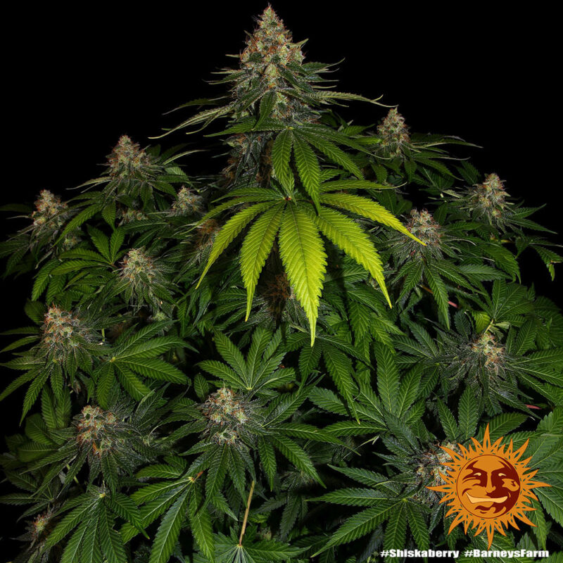Barneys Farm Shiskaberry 9