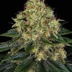 Barneys Farm Skywalker OG Auto