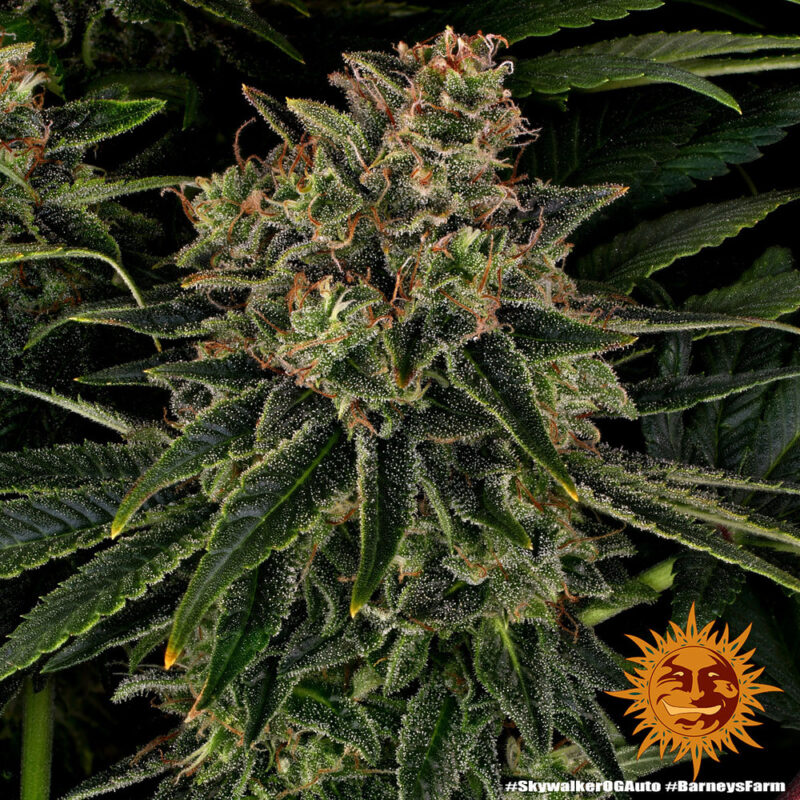 Barneys Farm Skywalker OG Auto 2
