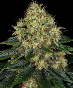 Barneys Farm Skywalker OG Auto