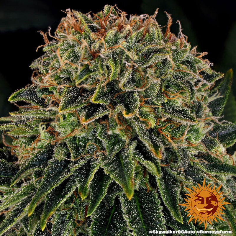 Barneys Farm Skywalker OG Auto 3