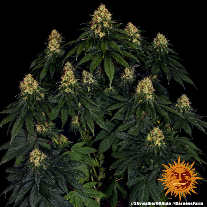 Barneys Farm Skywalker OG Auto 4