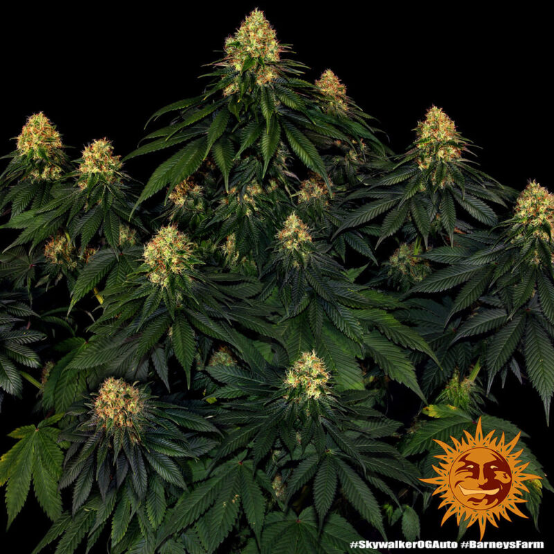 Barneys Farm Skywalker OG Auto 5