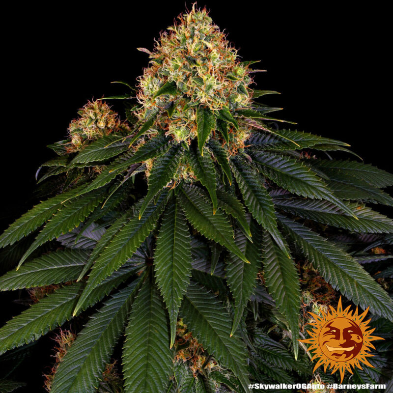 Barneys Farm Skywalker OG Auto 6