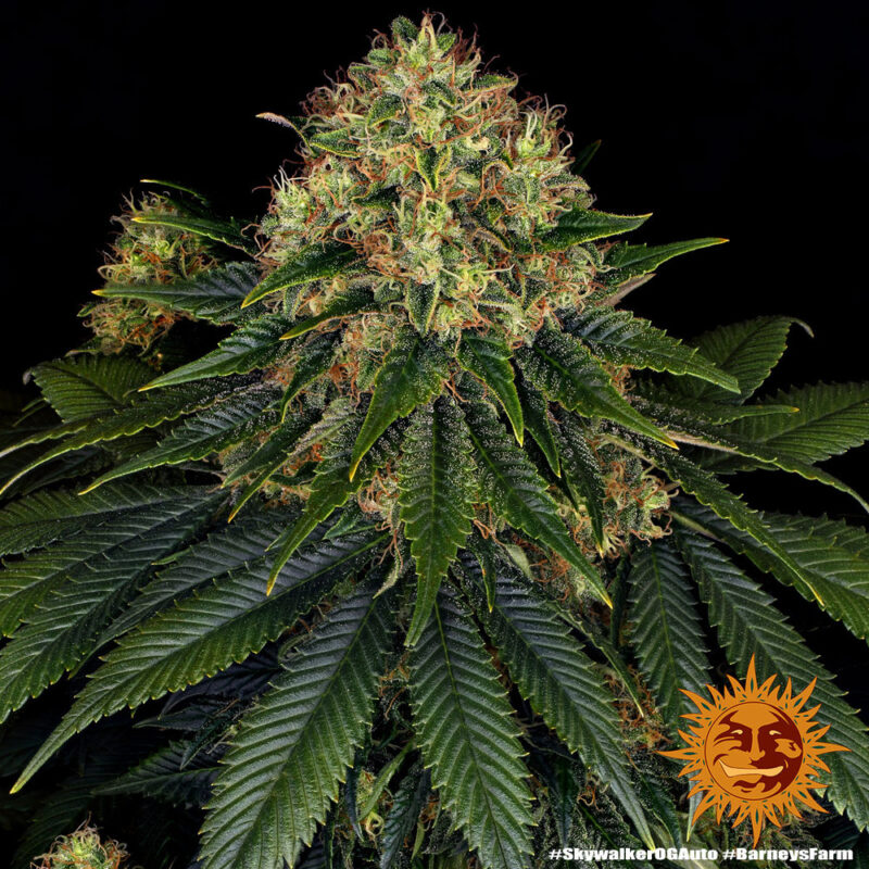 Barneys Farm Skywalker OG Auto 7