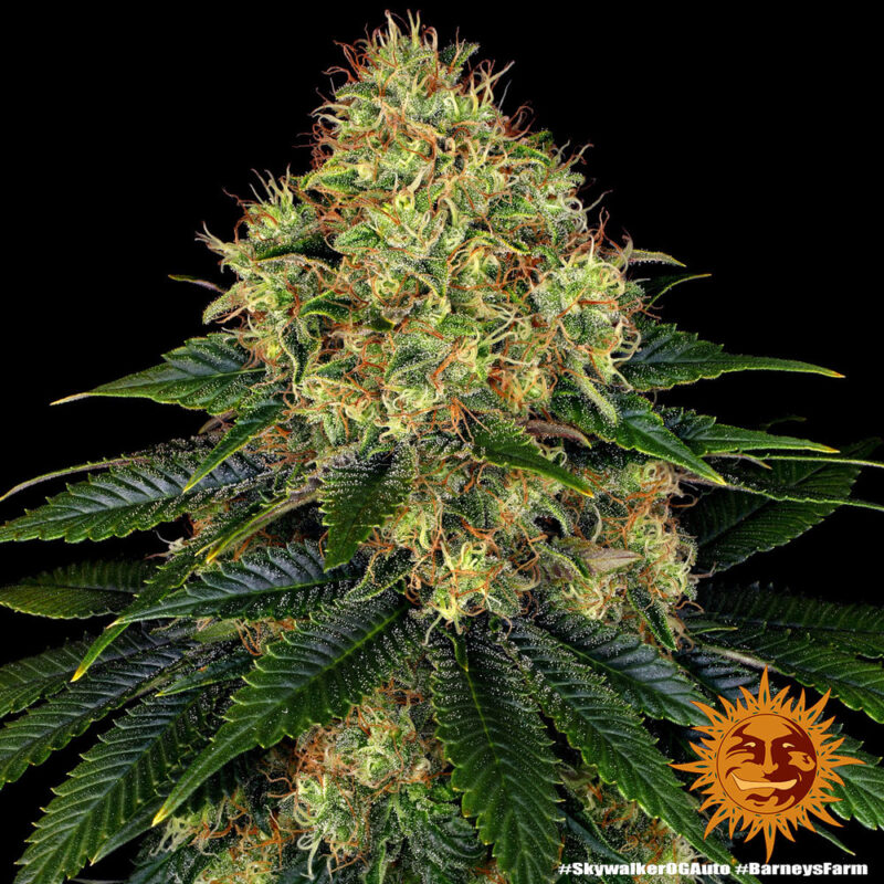 Barneys Farm Skywalker OG Auto 8