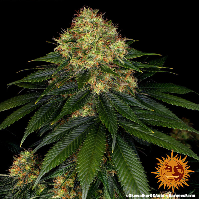 Barneys Farm Skywalker OG Auto 9