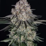 Barneys Farm Sour Diesel Auto