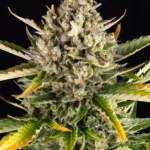 Barneys Farm Strawberry Cheescake Auto