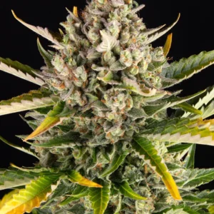 Barneys Farm Strawberry Cheescake Auto